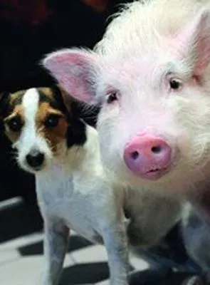 Affiche du film Animalement vôtres (TV)