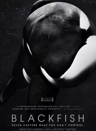 Affiche du film Blackfish