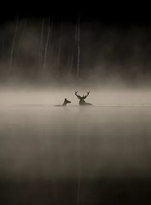 Affiche du film Le Chant des forêts