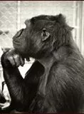 Affiche du film Koko, le gorille qui parle