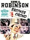 Affiche du film Brother Orchid